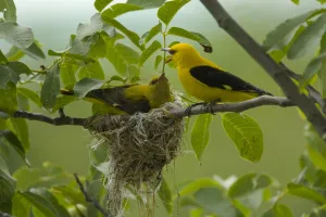 Golden oriole (Oriolus oriolus) pair at nest, Bulgaria, May 2008 Golden oriole (Oriolus oriolus) pair at nest, Bulgaria, May 2008