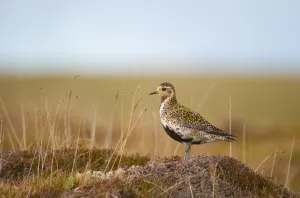 Golden plover (Pluvialis apricaria) adult on open moorland, breeding plumage Golden plover (Pluvialis apricaria) adult on open moorland, breeding plumage