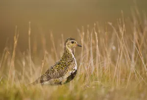 Golden plover (Pluvialis apricaria) profile portrait on open moorland in evening light Golden plover (Pluvialis apricaria) profile portrait on open moorland in evening light