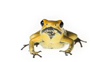 Golden poison dart frog (Phyllobates terribilis) captive, endemic to Colombia Golden poison dart frog (Phyllobates terribilis) captive, endemic to Colombia