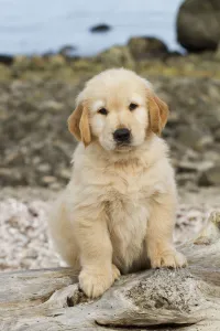 Golden retriever puppy, 7 weeks, sitting on driftwood log at beach, Madison, Connecticut Golden retriever puppy, 7 weeks, sitting on driftwood log at beach, Madison, Connecticut
