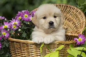 Golden Retriever puppy in wooden basket with purple flowers; USA Golden Retriever puppy in wooden basket with purple flowers; USA