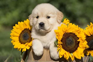 Golden Retriever puppy in wooden basket with sunflowers; USA Golden Retriever puppy in wooden basket with sunflowers; USA