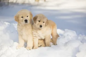 Golden Retriever pups in snow, Holland, Massachusetts, USA Golden Retriever pups in snow, Holland, Massachusetts, USA
