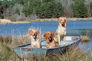 Golden retrievers in boat {Canis familiaris} USA Golden retrievers in boat {Canis familiaris} USA