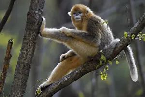 Golden snub-nosed monkey 1+Rhinopithecus roxellana+2 sitting in tree, Foping Nature Reserve Golden snub-nosed monkey 1+Rhinopithecus roxellana+2 sitting in tree, Foping Nature Reserve