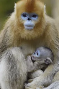 2018 september highlights/golden snub nosed monkey rhinopithecus roxellana 2018 september highlights/golden snub nosed monkey rhinopithecus roxellana