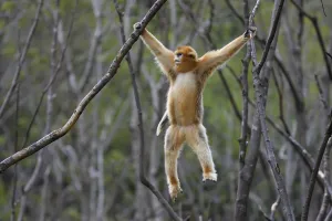 Golden snub-nosed monkey (Rhinopithecus roxellana) hanging from branches, Foping Nature Reserve Golden snub-nosed monkey (Rhinopithecus roxellana) hanging from branches, Foping Nature Reserve