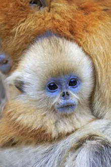 Golden snub-nosed monkey (Rhinopithecus roxellana), mother and baby, Qinling Mountains Golden snub-nosed monkey (Rhinopithecus roxellana), mother and baby, Qinling Mountains