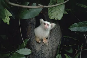 Golden-white tassel-ear marmoset / Silky marmoset coming out of night nest hole Golden-white tassel-ear marmoset / Silky marmoset coming out of night nest hole
