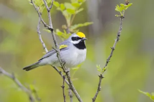 Golden-winged warbler (Vermivora chrysoptera) perched, St. Lawrence County, New York. May Golden-winged warbler (Vermivora chrysoptera) perched, St. Lawrence County, New York. May