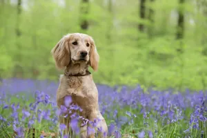Golden working cocker spaniel puppy sitting amongst bluebells in beech woodland Golden working cocker spaniel puppy sitting amongst bluebells in beech woodland