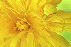 Goldenrod crab spider (Misumena vatia) camouflaged on yellow flower. Nordtirol, Austrian Alps, July Goldenrod crab spider (Misumena vatia) camouflaged on yellow flower. Nordtirol, Austrian Alps, July