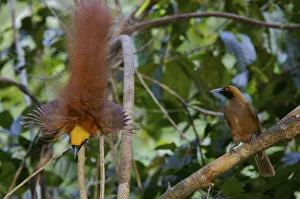 Goldies Bird of Paradise (Paradisaea decora) male displaying to female at lek Goldies Bird of Paradise (Paradisaea decora) male displaying to female at lek
