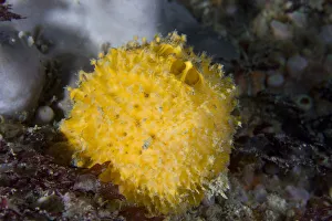 Golf ball sponge (Tethya citrina) underwater, Channel Isles, UK, July Golf ball sponge (Tethya citrina) underwater, Channel Isles, UK, July