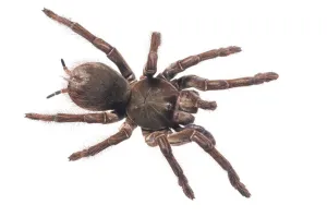 Goliath birdeater (Theraphosa blondi) Kanuku Mountains, Guyana. Meetyourneighbours Goliath birdeater (Theraphosa blondi) Kanuku Mountains, Guyana. Meetyourneighbours