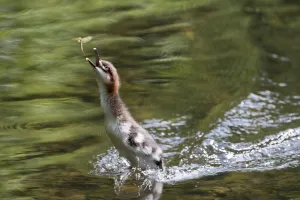 Goosander (Mergus merganser) chick hunting mayfly, Upper Bavaria, Germany Goosander (Mergus merganser) chick hunting mayfly, Upper Bavaria, Germany