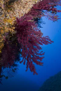 Gorgonian coral (Paramuricea clavata) on rock face covered with Yellow encrusting anemones Gorgonian coral (Paramuricea clavata) on rock face covered with Yellow encrusting anemones