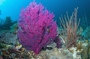 Gorgonian sea fans (Acalycigorgia sp) on coral reef at Raja Ampat, West Papua, Indonesia Gorgonian sea fans (Acalycigorgia sp) on coral reef at Raja Ampat, West Papua, Indonesia