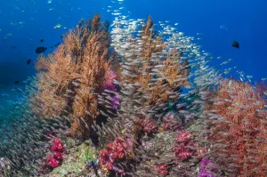 Gorgonian sea fans (Melithaea sp.) with a large school of Pygmy sweepers (Parapriacanthus Gorgonian sea fans (Melithaea sp.) with a large school of Pygmy sweepers (Parapriacanthus