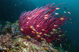 Gorgonian / Sea whip coral (Ellisella ceratophyta) with Ring tailed cardinalfish Gorgonian / Sea whip coral (Ellisella ceratophyta) with Ring tailed cardinalfish