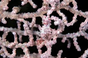Gorgonian seahorse (Hippocampus bargibanti) camouflaged in Gorgonian, Lembeh Strait Gorgonian seahorse (Hippocampus bargibanti) camouflaged in Gorgonian, Lembeh Strait
