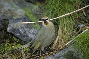 Gough Island bunting (Rowettia goughensis) gathering nesting material. Gough Island Gough Island bunting (Rowettia goughensis) gathering nesting material. Gough Island