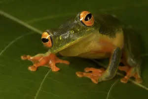 Graceful Treefrog (Littoria gracilenta) Iron Range National Park Graceful Treefrog (Littoria gracilenta) Iron Range National Park
