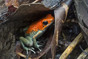 Granular poison frog (Oophaga granulifera) Osa Peninsula, Costa Rica Granular poison frog (Oophaga granulifera) Osa Peninsula, Costa Rica
