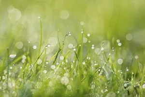 Grass covered in water droplets, Monmouthshire, Wales, UK, September Grass covered in water droplets, Monmouthshire, Wales, UK, September