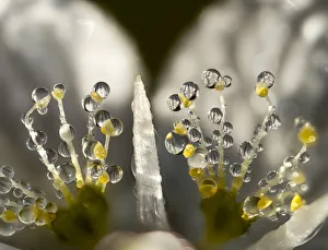Grass of Parnassus (Parnassia palustris) flower detail with dewdrops, Bavaria, Germany, Europe. September Grass of Parnassus (Parnassia palustris) flower detail with dewdrops, Bavaria, Germany, Europe. September