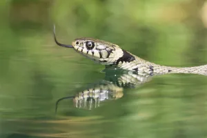 Grass snake {Natrix natrix} swimming. Captive. UK Grass snake {Natrix natrix} swimming. Captive. UK