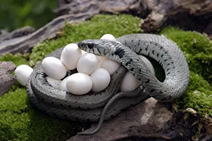Grass snake(Natrix natrix) coiled round eggs, Alsace, France Grass snake(Natrix natrix) coiled round eggs, Alsace, France