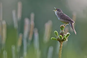 Grasshopper Warbler (Locustella naevia) singing, Joensuu, Finland, May Grasshopper Warbler (Locustella naevia) singing, Joensuu, Finland, May