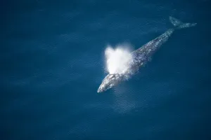 Gray whale (Eschrichtius robustus) aerial view of blowing during whale migration Gray whale (Eschrichtius robustus) aerial view of blowing during whale migration