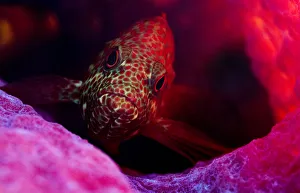 Graysby fish (Cephalopholis cruentata) a type of grouper, hiding in a sponge off Eleuthera Graysby fish (Cephalopholis cruentata) a type of grouper, hiding in a sponge off Eleuthera