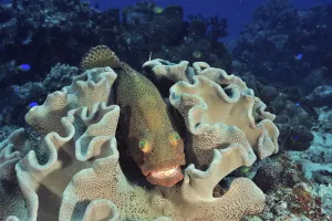 Greasy grouper (Epinephelus tauvina) sheltering in Mushroom leather coral (Sarcophyton sp) Greasy grouper (Epinephelus tauvina) sheltering in Mushroom leather coral (Sarcophyton sp)
