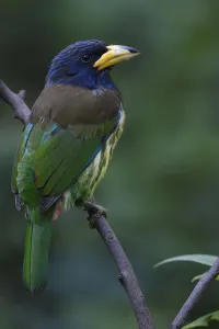 Great barbet (Psilopogon virens) Gaoligongshan, Yunnan, China Great barbet (Psilopogon virens) Gaoligongshan, Yunnan, China