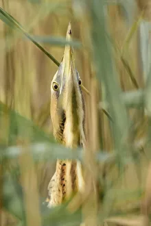 Great bittern (Botaurus stellaris) head and neck, lookin up through reeds. Suffolk, UK Great bittern (Botaurus stellaris) head and neck, lookin up through reeds. Suffolk, UK