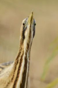 Great bittern (Botaurus stellaris) portrait. Suffolk, UK. November Great bittern (Botaurus stellaris) portrait. Suffolk, UK. November