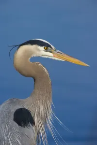 Great blue heron (Ardea herodias) in breeding plumage, head Great blue heron (Ardea herodias) in breeding plumage, head