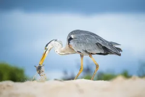 Great blue heron (Ardea herodias) with hatchling sea turtle prey, Las Bachas Great blue heron (Ardea herodias) with hatchling sea turtle prey, Las Bachas