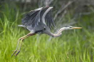 Great blue heron (Ardea herodias) taking flight, Acadia National Park, Maine, USA. June Great blue heron (Ardea herodias) taking flight, Acadia National Park, Maine, USA. June