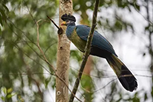 Great blue turaco (Corythaeola cristata) in Bigodi wetland santuary, Uganda Great blue turaco (Corythaeola cristata) in Bigodi wetland santuary, Uganda