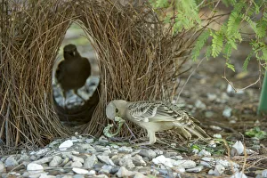 Great bowerbird (Chlamydera nuchalis), male showing off treasures whilst female inspects bower Great bowerbird (Chlamydera nuchalis), male showing off treasures whilst female inspects bower