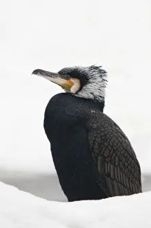 Great cormorant (Phalacrocorax carbo) in snow. Netherlands. January Great cormorant (Phalacrocorax carbo) in snow. Netherlands. January