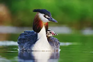 Great crested grebe (Podiceps cristatus) carrying chick on back, The Netherlands, May Great crested grebe (Podiceps cristatus) carrying chick on back, The Netherlands, May