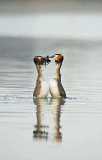 Great crested grebe (Podiceps cristatus) pair performing the weed dance, ' Great crested grebe (Podiceps cristatus) pair performing the weed dance, '