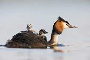 Great crested grebe (Podiceps cristatus) close-up of an adult with two young chicks Great crested grebe (Podiceps cristatus) close-up of an adult with two young chicks