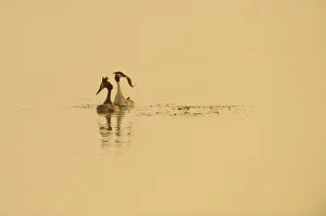 Great crested grebe (Podiceps cristatus) pair displaying on water at dawn, Rutland Water Great crested grebe (Podiceps cristatus) pair displaying on water at dawn, Rutland Water